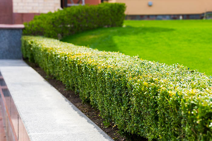 Trimming Bushes & Trees